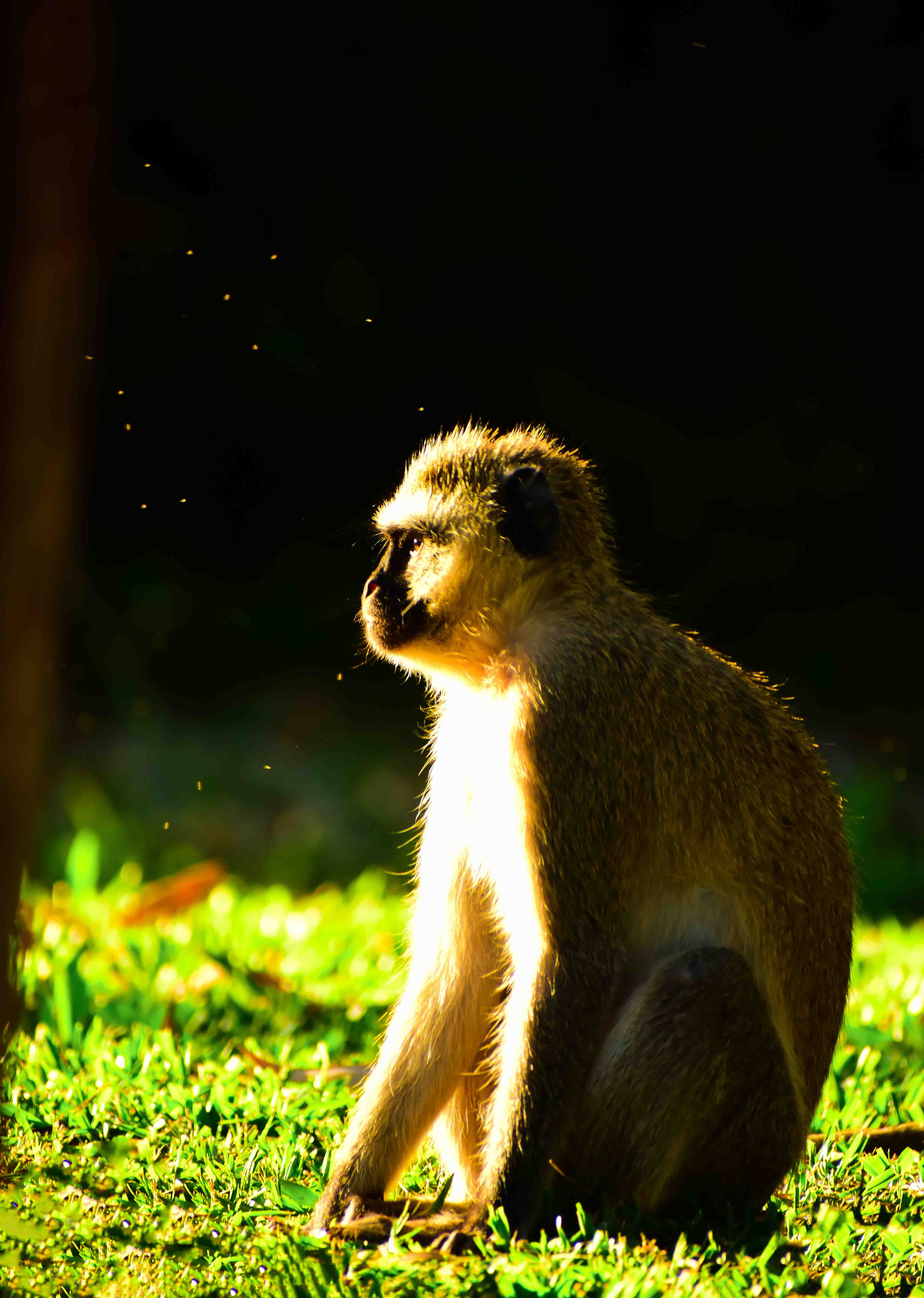 Elephant herd crossing river in Amboseli